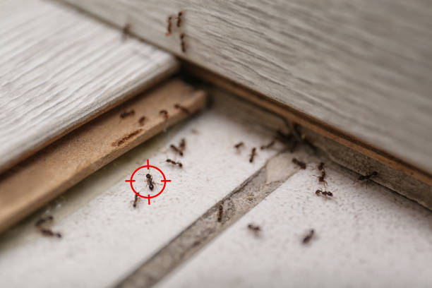 Pest Control for Restaurants in Millport, AL