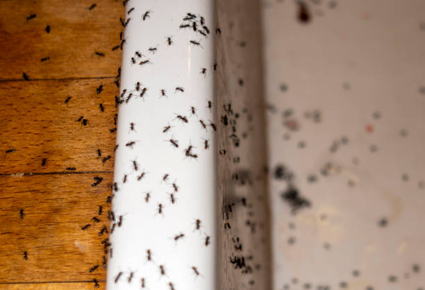 Best Exterminator Services  in Millport, AL