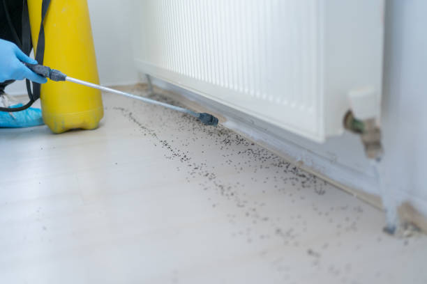 Best Affordable Pest Control Services  in Millport, AL